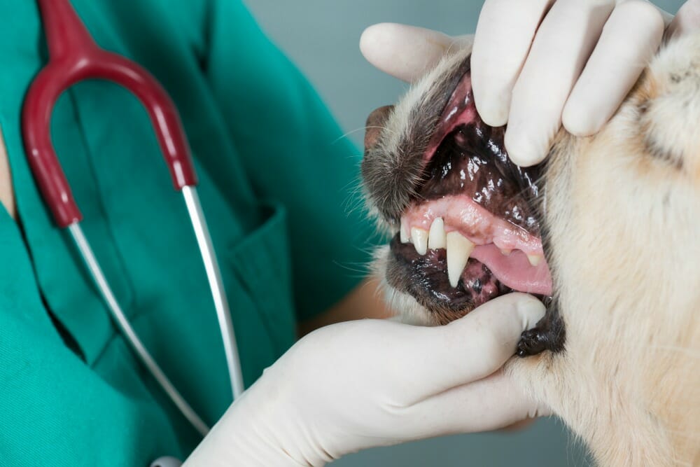 Dentigerous Cyst Hillcrest Animal Hospital