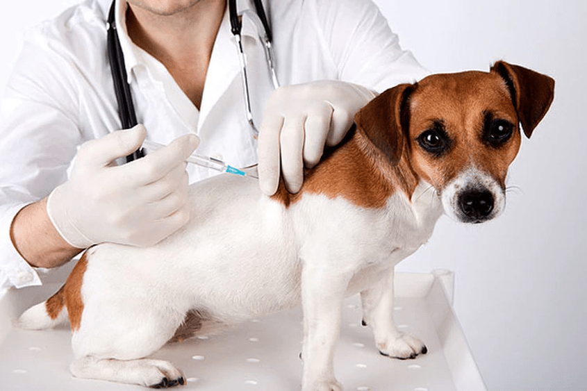 puppy vaccinations 